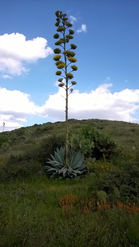 Agave durangensis