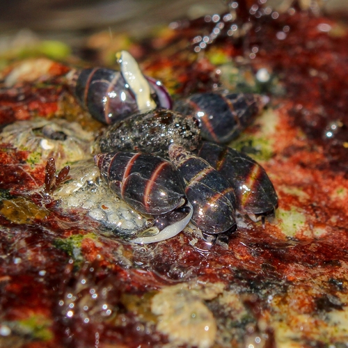 Alia unifasciata · iNaturalist