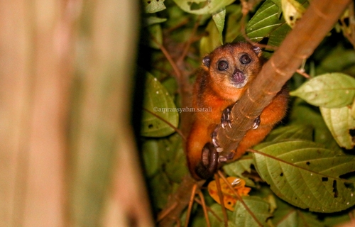 Peleng Cuscus (Phalanger pelengensis) — Least Concern Mammalia