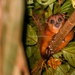 Peleng Cuscus - Photo (c) Amransyah M. Satali, all rights reserved, uploaded by Amransyah M. Satali