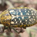 Sulphurous Jewel Beetle - Photo (c) Drew Gardner, all rights reserved, uploaded by Drew Gardner