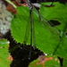 Rhipidolestes hiraoi - Photo (c) Pauline Catling, all rights reserved, uploaded by Pauline Catling