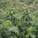 Chambeyronia houailouensis - Photo (c) Ben Caledonia, todos los derechos reservados, subido por Ben Caledonia