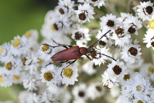 Stictoleptura dichroa