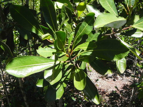 Zygogynum oligostigma