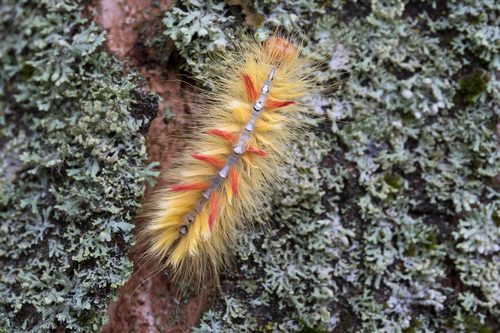 Acronicta aceris
