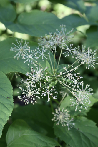 Aralia cordata