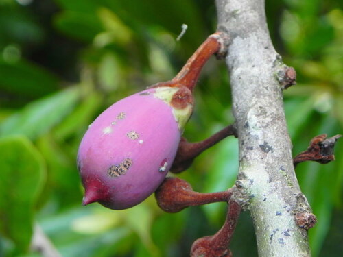 Pycnandra benthamii