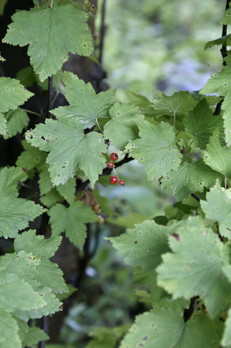 Ribes latifolium
