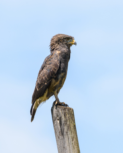 Western Banded Snake-Eagle