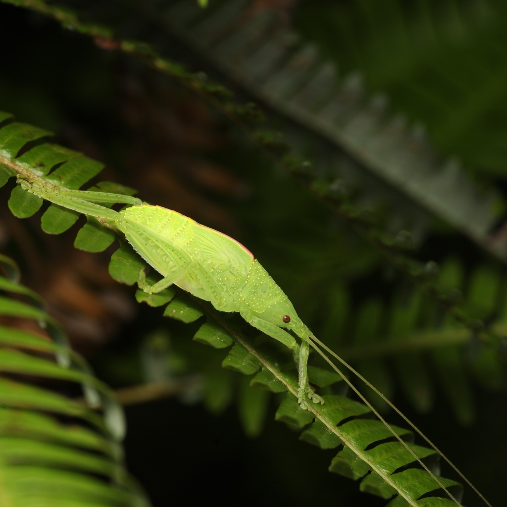 Phyllomimus from Sai Kung on August 19, 2022 at 09:15 PM by Chiu Yuhang ...