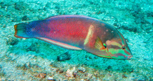 Coris cuvieri (Bennett, 1831)