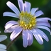 Aster panduratus - Photo (c) yongzhe, all rights reserved, uploaded by yongzhe