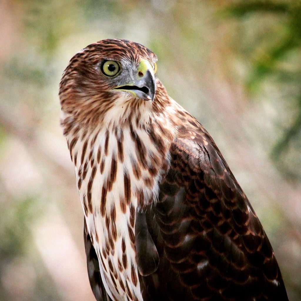 Cooper's Hawk from Divine Cafe at the Springs Preserve, Las Vegas, NV