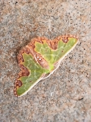 Synchlora gerularia image