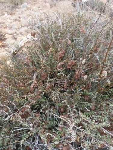 Lessertia macrostachya