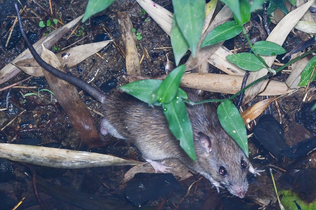 Himalayan field rat