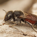 Osmia andrenoides - Photo (c) Henk Wallays, all rights reserved, uploaded by Henk Wallays