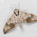 Dark-based Gliding Hawkmoth - Photo (c) Natthaphat Chotjuckdikul, all rights reserved, uploaded by Natthaphat Chotjuckdikul