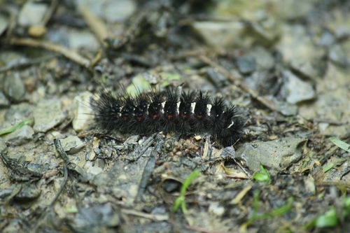 Agreeable Tiger Moth