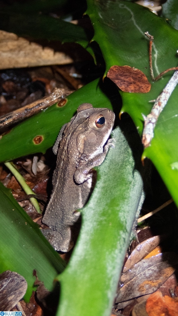 Gulf Coast Toad from Localización 21.178991 97.419980 on August 22