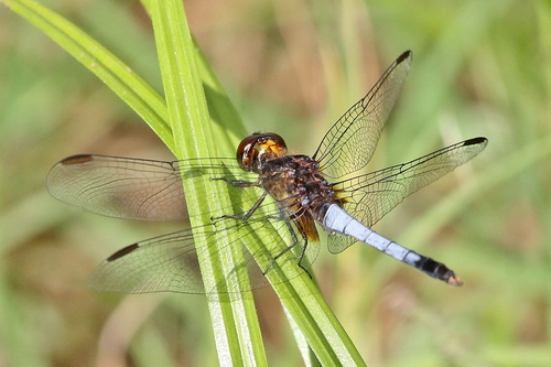 Plateau Dragonlet