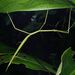 Paraentoria bannaensis - Photo (c) jiangyou, kaikki oikeudet pidätetään, lähettänyt jiangyou