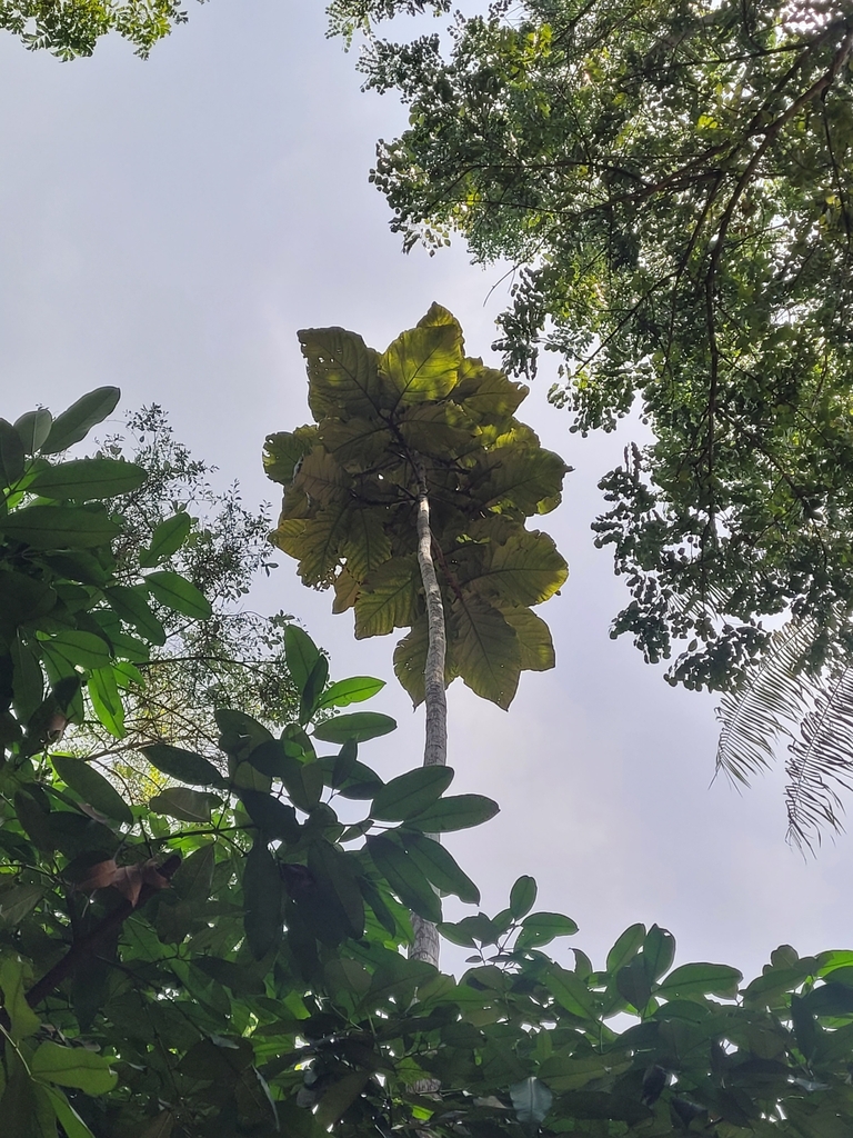 Coccoloba Gigantifolia From Petr Polis Manaus Am Brasil On August At Pm By