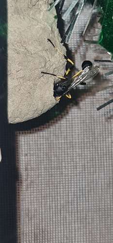 Sceliphron spirifex