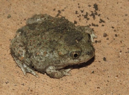Mexican Spadefoot
