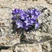Campanula fragilis cavolinii - Photo (c) ptrainer2, todos los derechos reservados