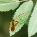 Hawthorn Shield Bug - Photo (c) Tig, all rights reserved
