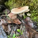 Lepiota lepida - Photo (c) fungaubs, todos los derechos reservados