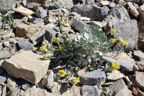 Physaria saximontana ssp. dentata