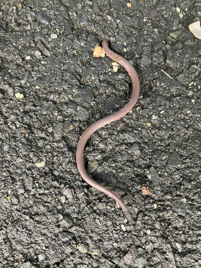 Eastern Worm Snake from Little City Rd, Higganum, CT, US on August 22