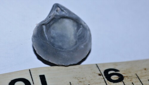 Chestnut Clam