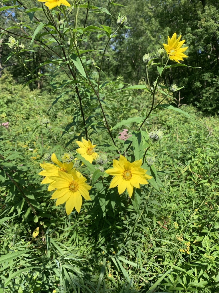 sunflowers-from-st-croix-state-park-hinckley-mn-us-on-august-22