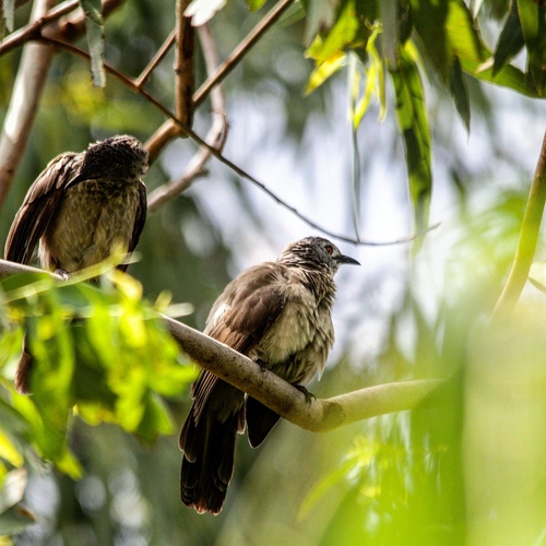 Brown Babbler