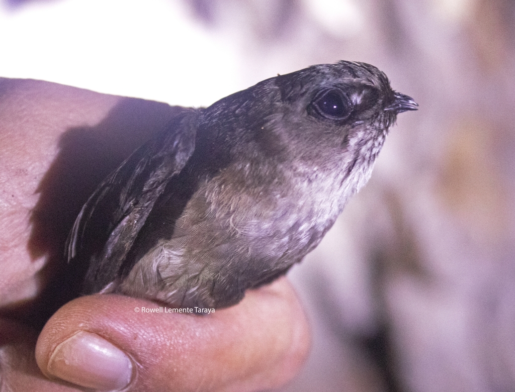 Whitehead's Swiftlet in July 2022 by Rowell Lemente Taraya (Ron). The ...