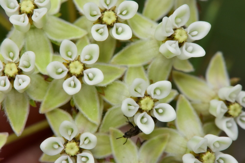 pineneedle milkweed