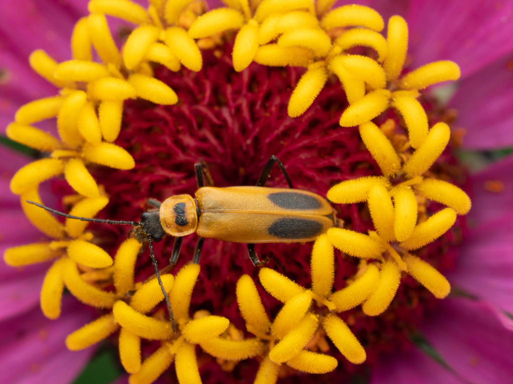 Goldenrod Soldier Beetle from Waukesha County, WI, USA on August 15 ...