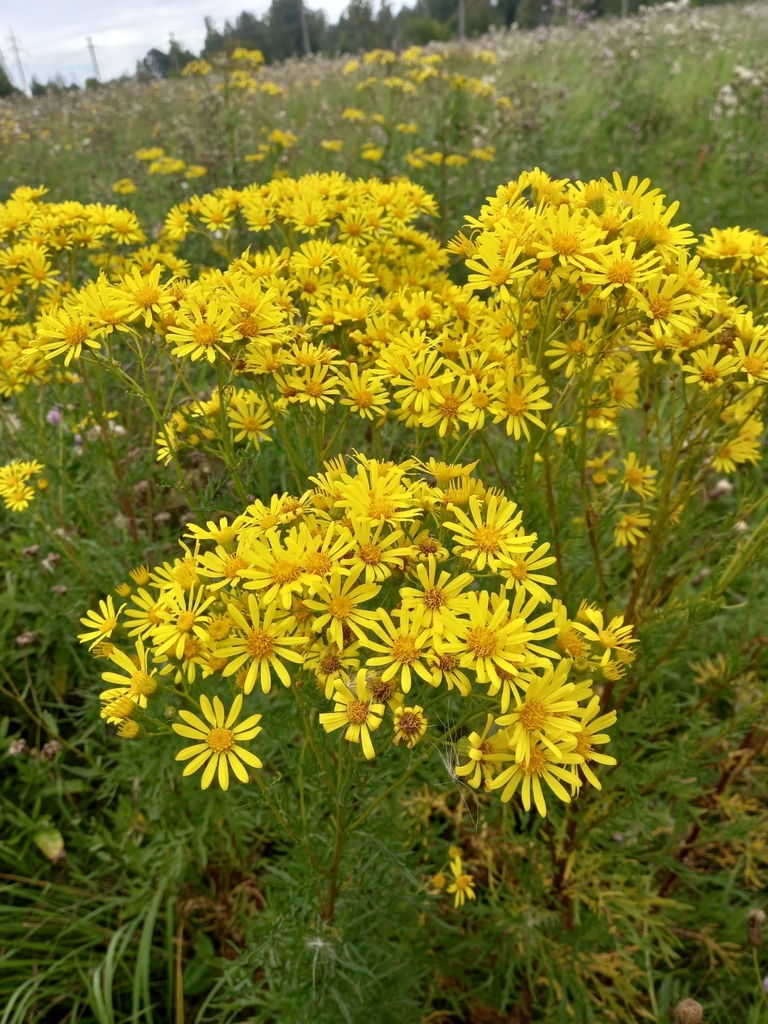 Jacobaea from Кемерово, Кемеровская обл., Россия, 650001 on August 22