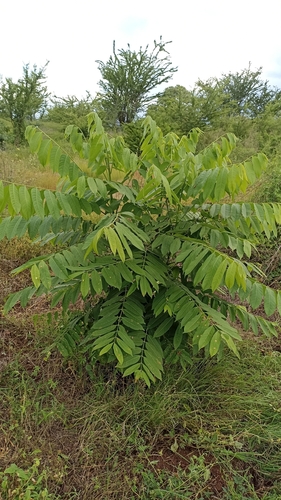 Cedrela odorata - Whole tree