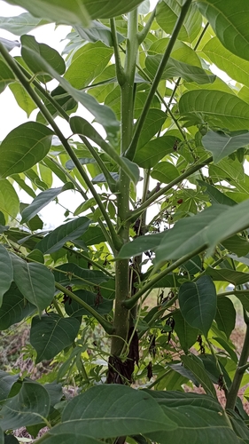 Cedrela odorata - Leaves