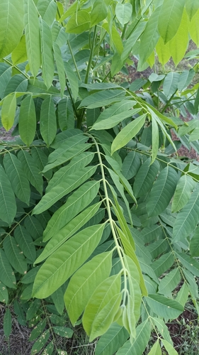 Cedrela odorata - Whole tree