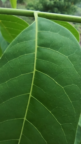 Cedrela odorata - Leaves