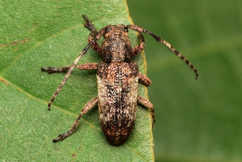 Pterolophia annulata (Chevrolat, 1845)