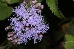 Aristeguietia lamiifolia image