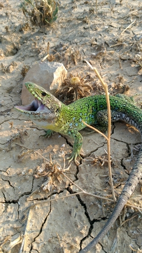 North African Ocellated Lizard
