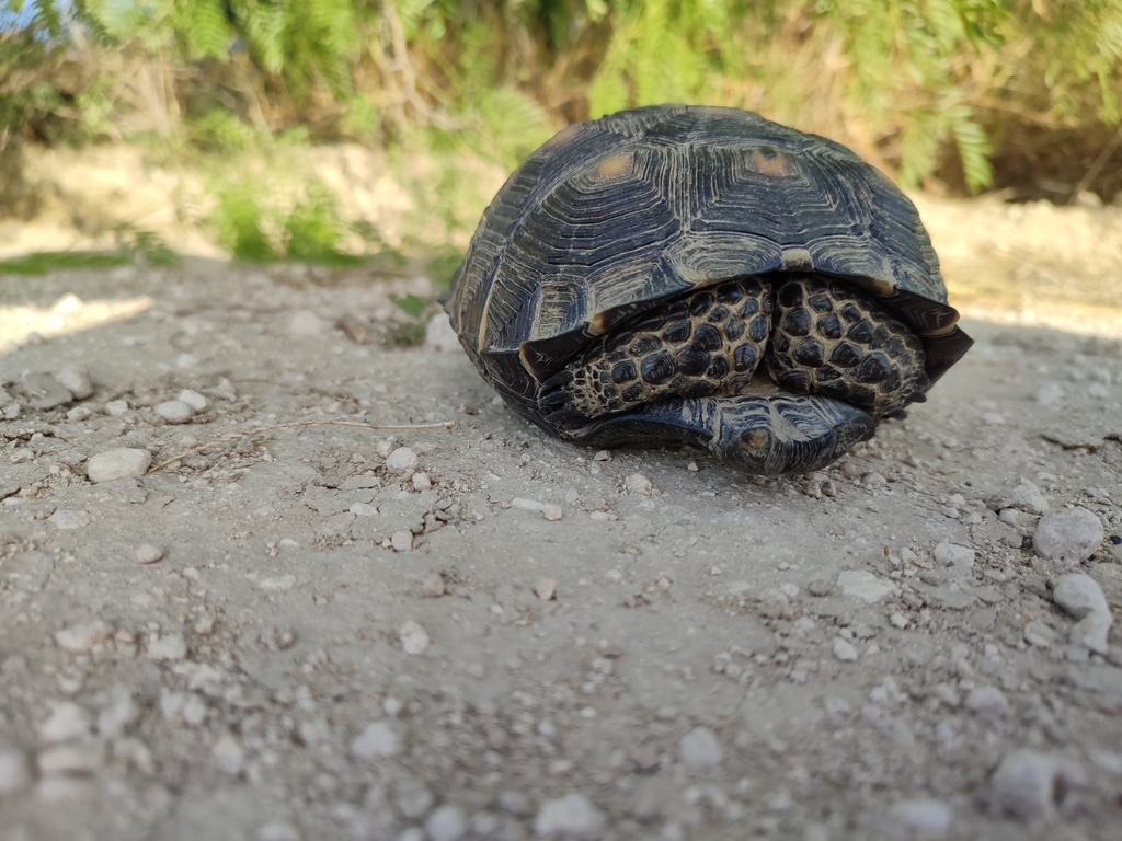 Texas Tortoise in August 2022 by Charly Carrera · iNaturalist